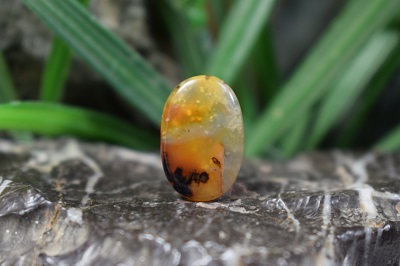 عقیق شجر برزیل