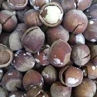 نیم کیلو فندق برشته و نمکی گیلان