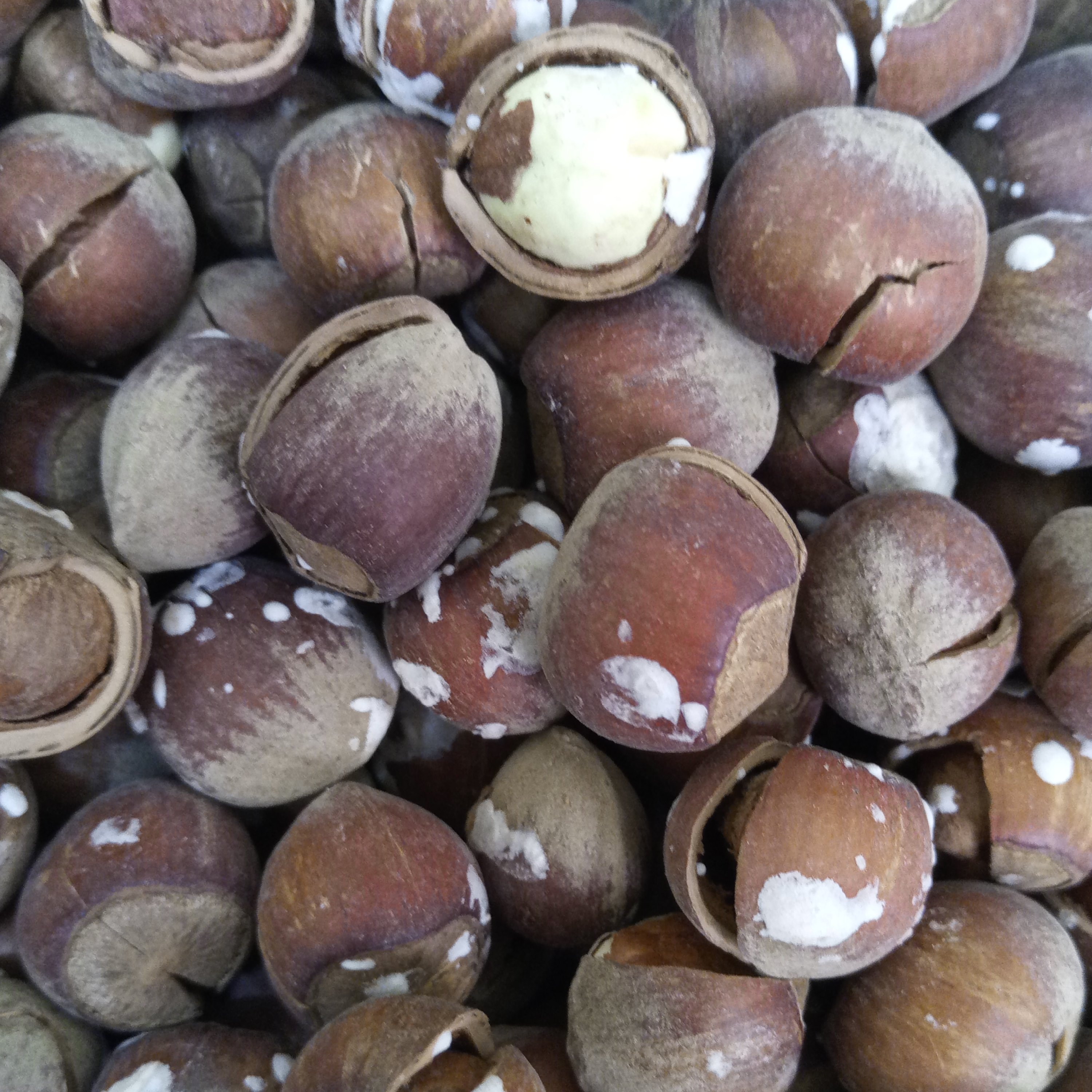 نیم کیلو فندق برشته و نمکی گیلان