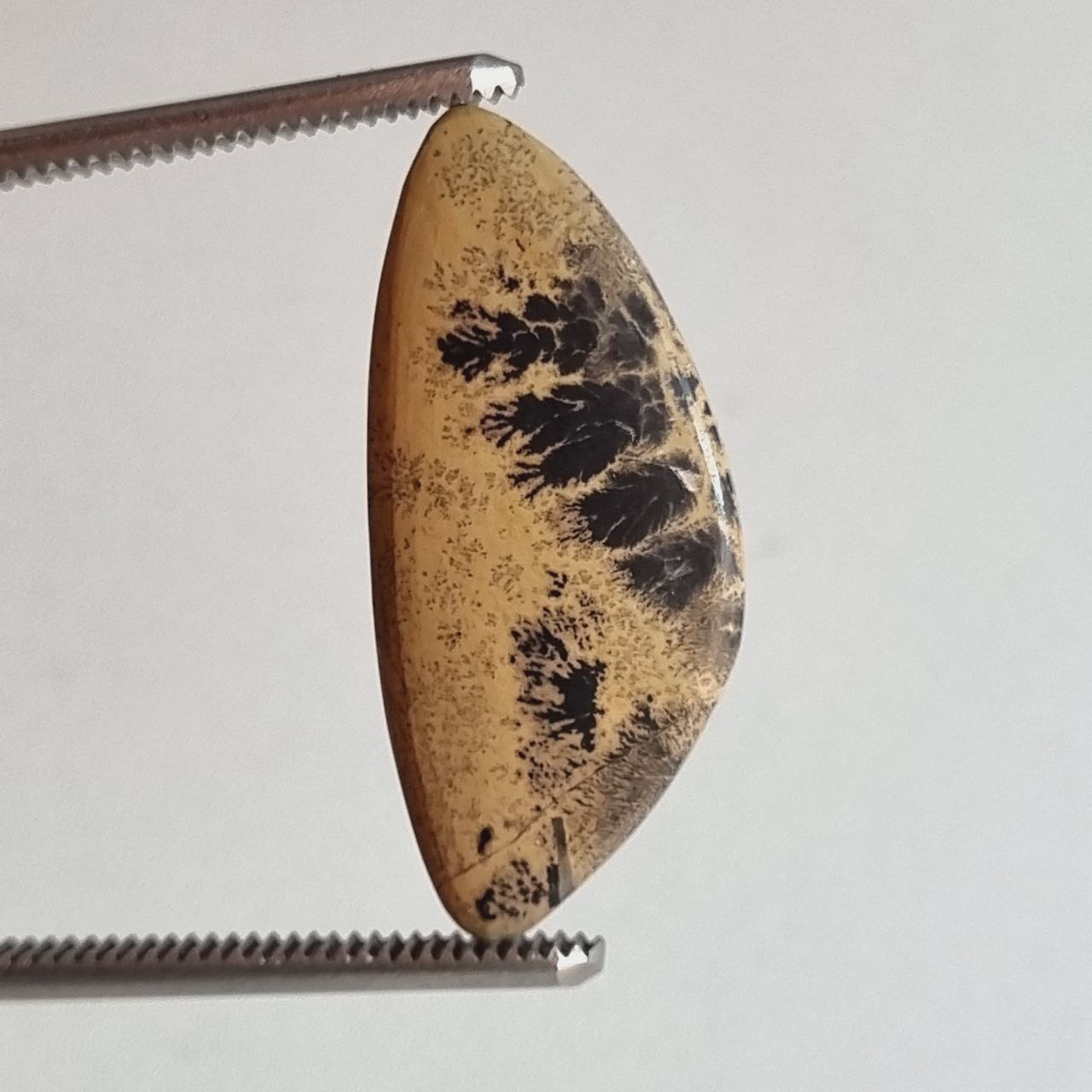 سیج براش دندرایت جاسپر