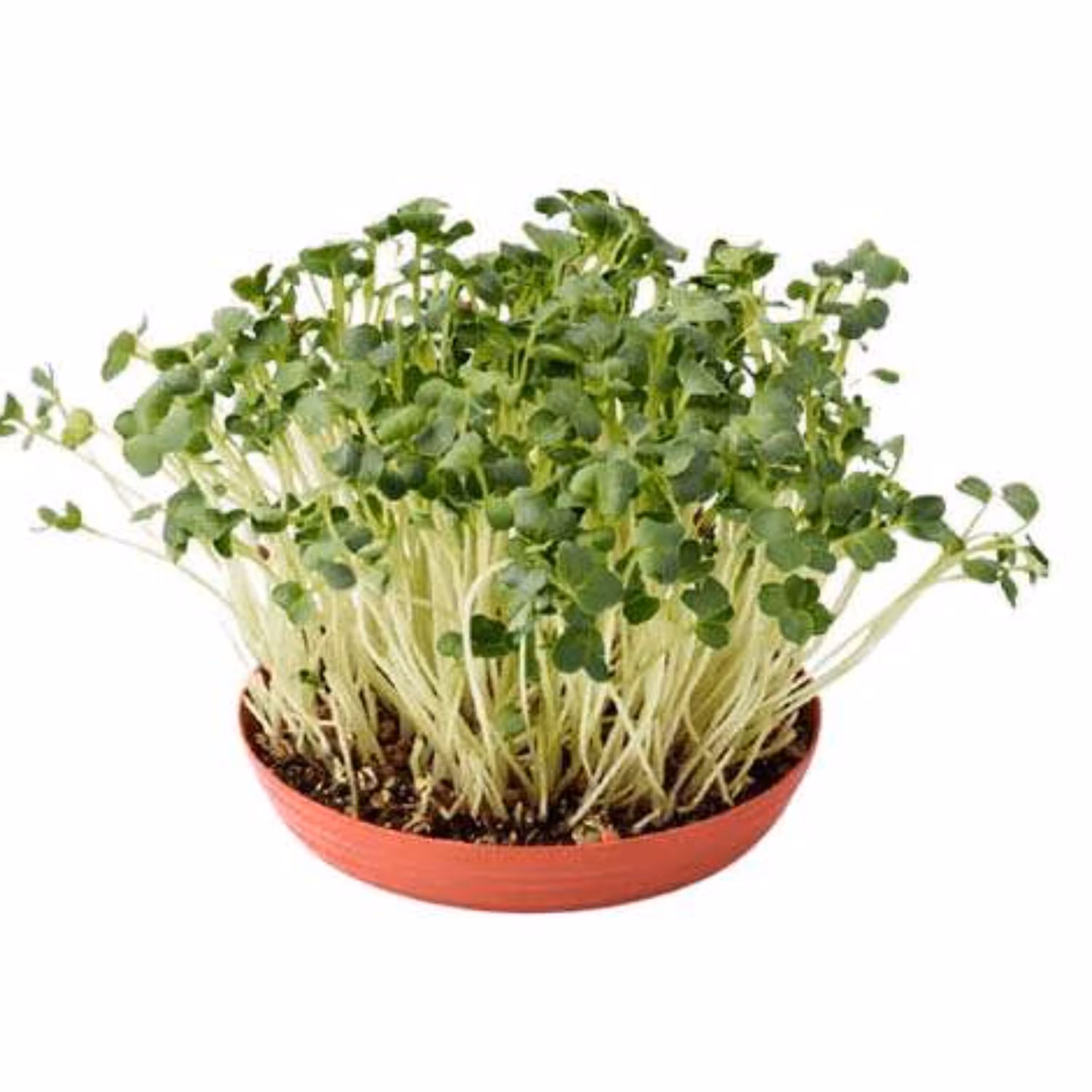 بذر میکروگرین یونجه 20 گرمی