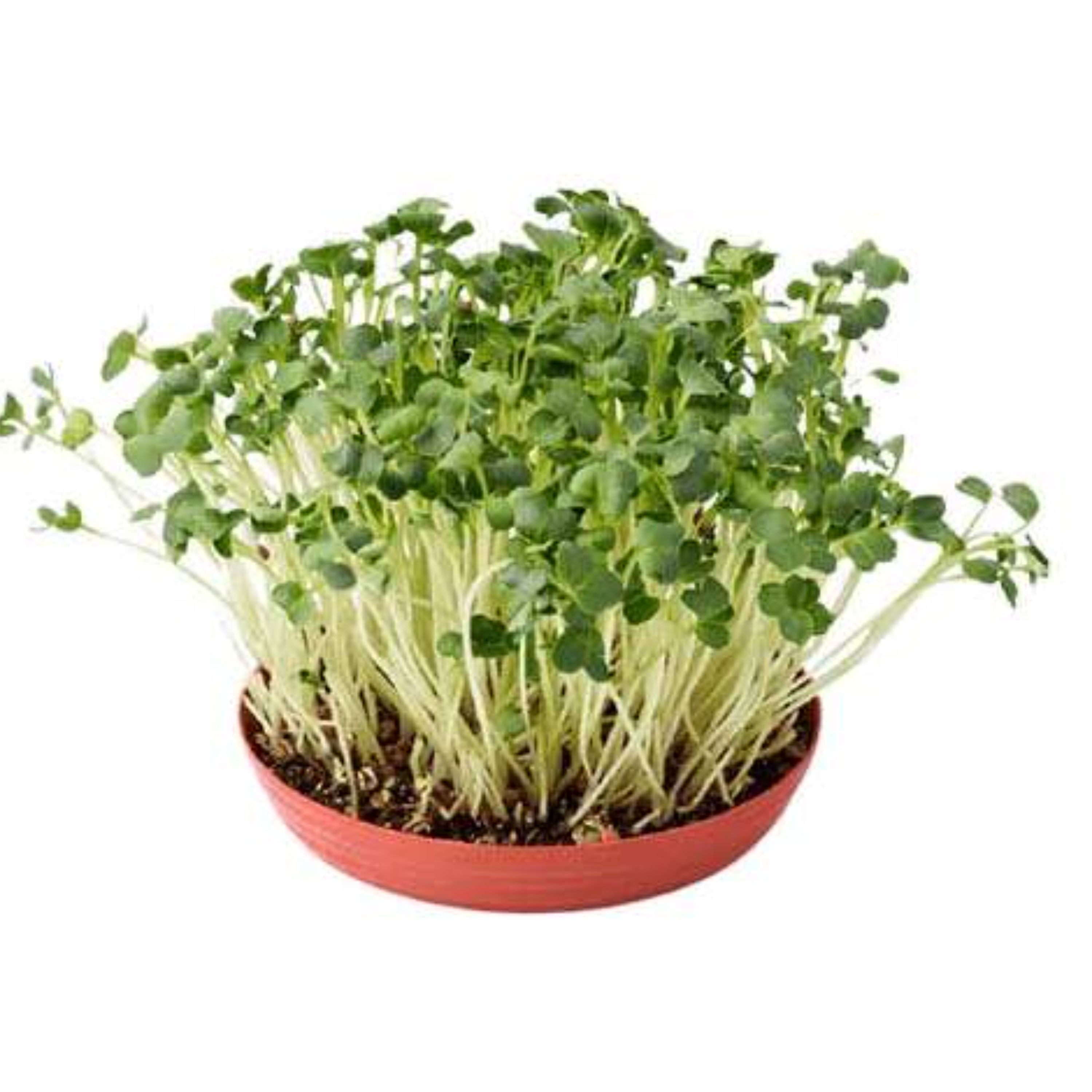 بذر میکروگرین یونجه 20 گرمی