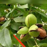 گردو پوست کاغذی  سفید اعلا (یک کیلو)