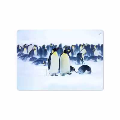 برچسب پوششی ماهوت مدل Penguin مناسب برای تبلت اپل iPad Air 2013 A1474