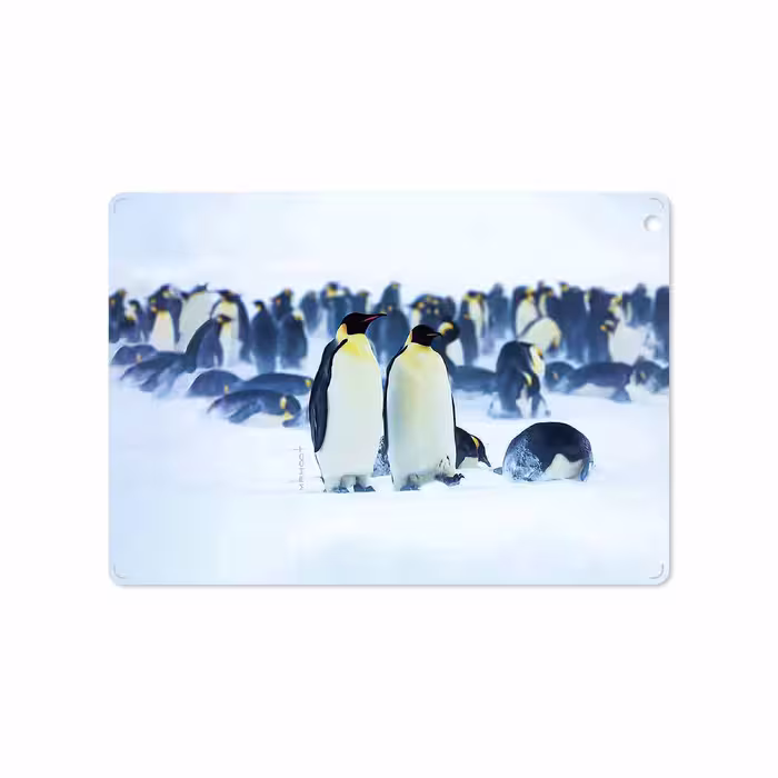 برچسب پوششی ماهوت مدل Penguin مناسب برای تبلت اپل iPad Air 2013 A1474