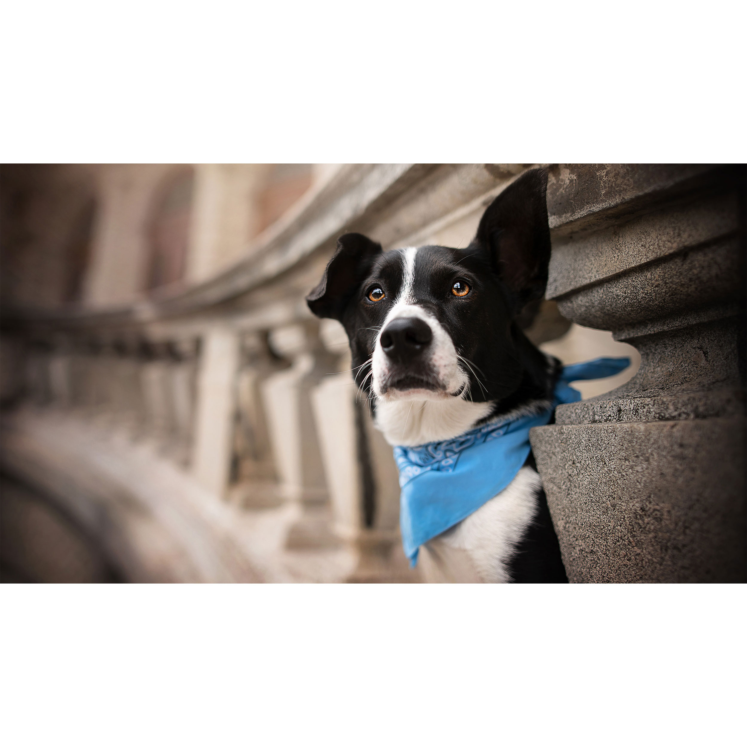 تابلو شاسی طرح سگ مدل T7772