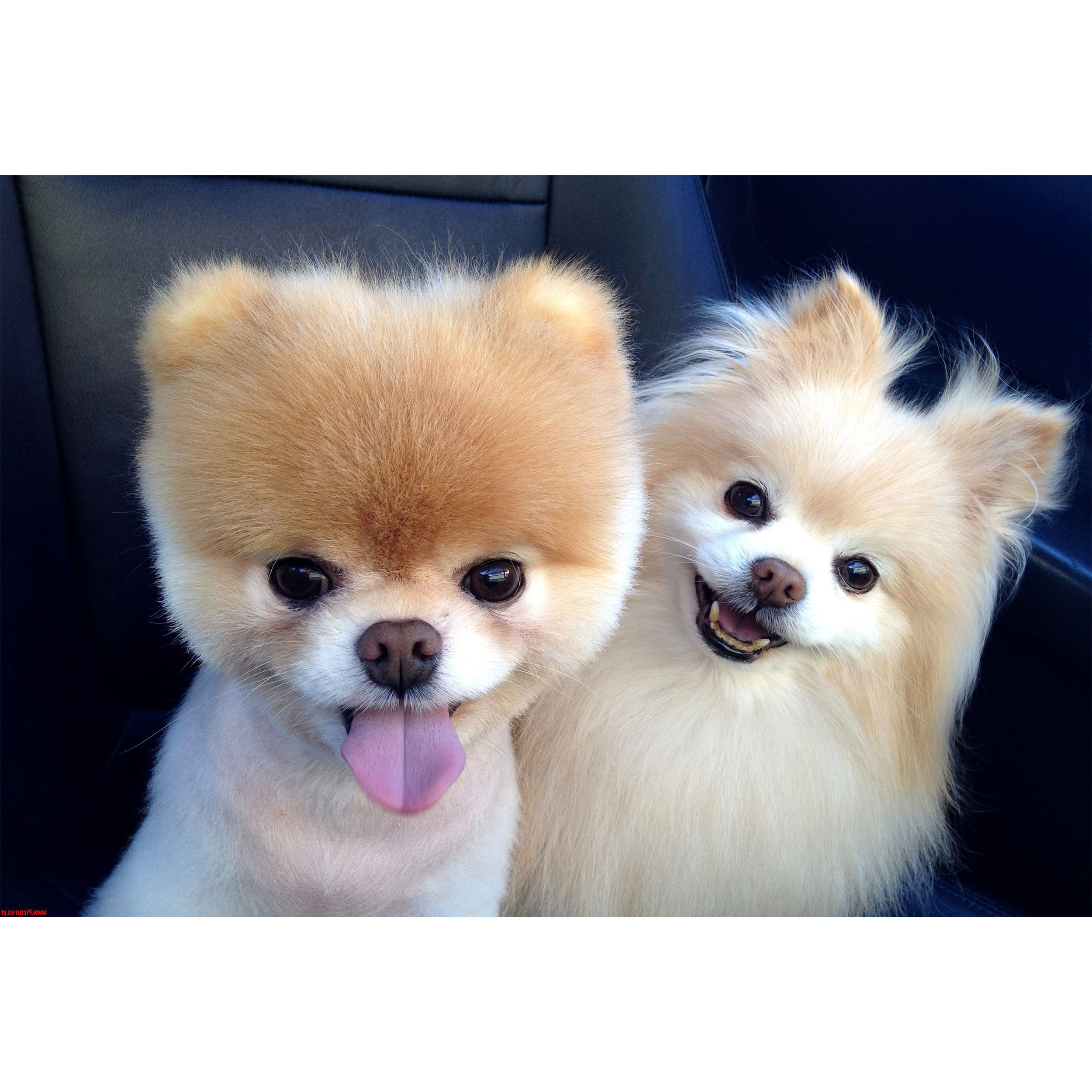 تابلو شاسی طرح سگ مدل T1482