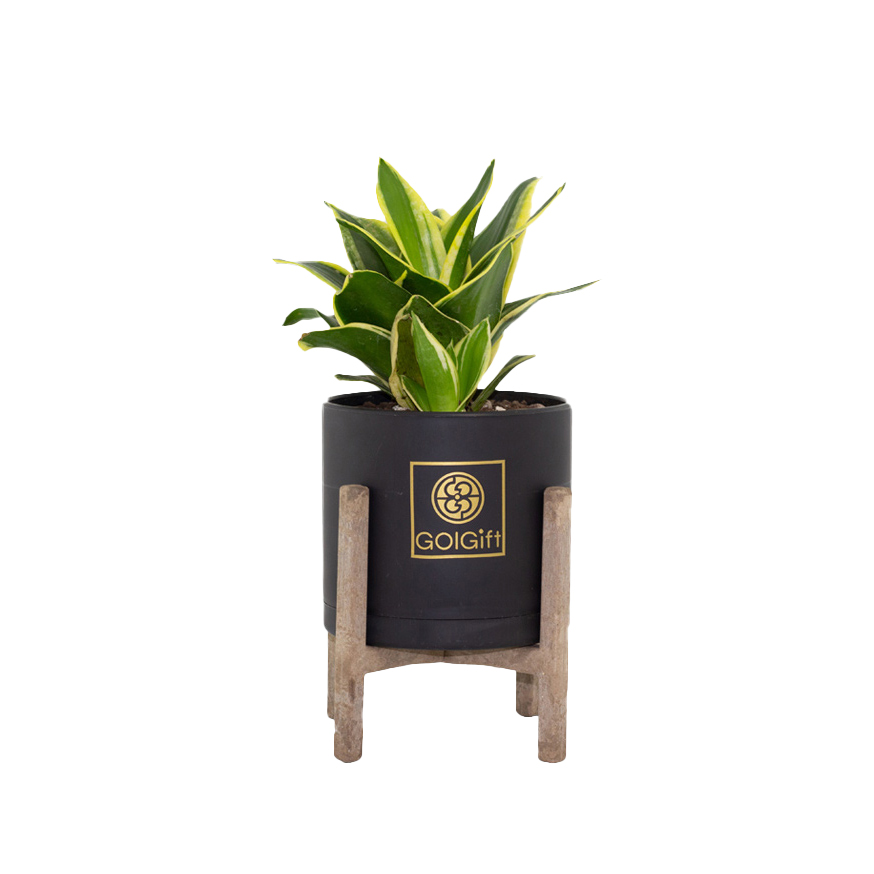  گیاه طبیعی سانسوریا بلک گلد گل گیفت کد GP013