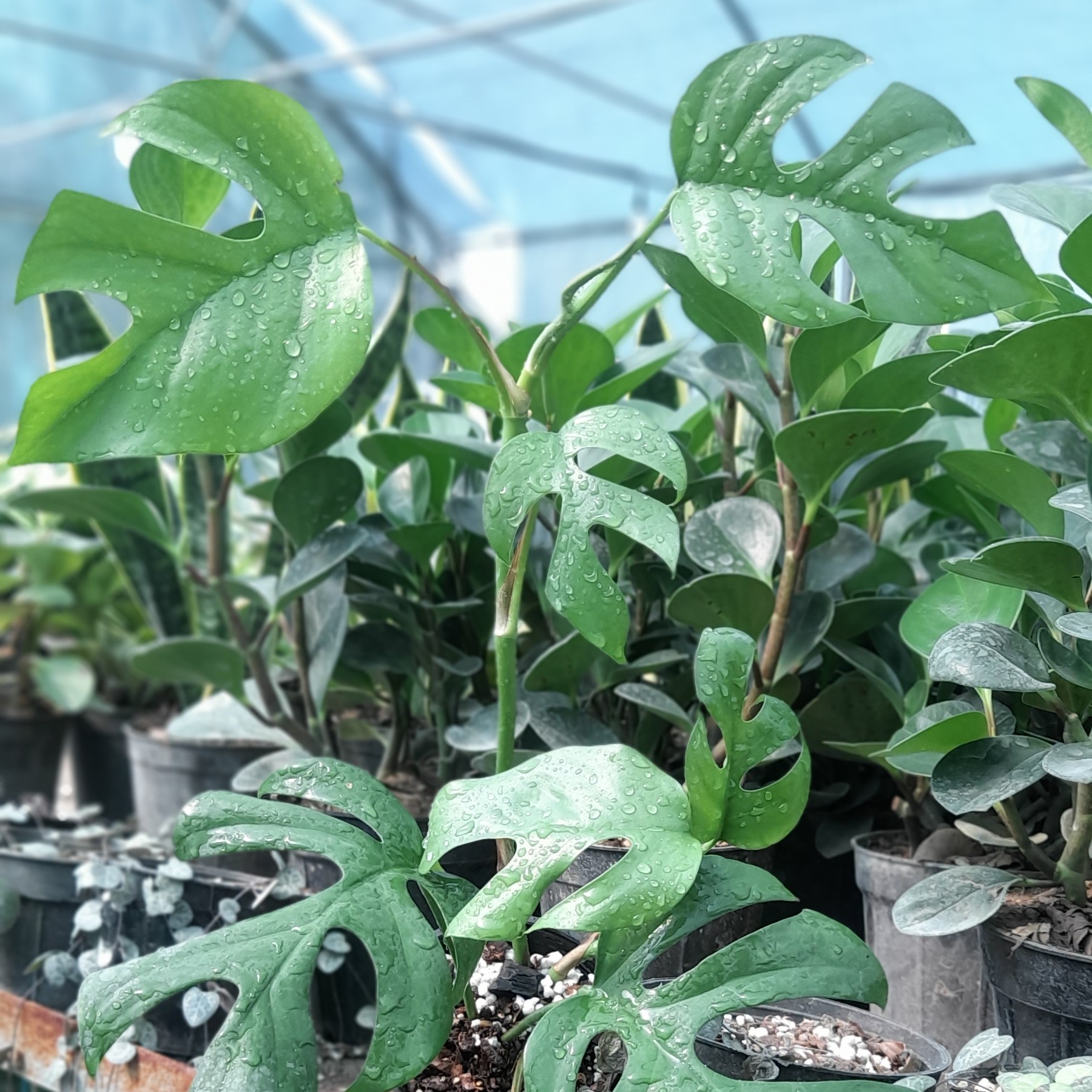 رافیدو گلدان ده ریشه پر