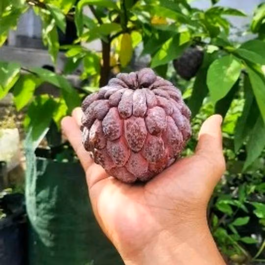 نهال شوگر اپل قرمز ویتنام  Sugar apple red   هزینه ارسال بصورت پس کرایه و بعهده مشتری می باشد
