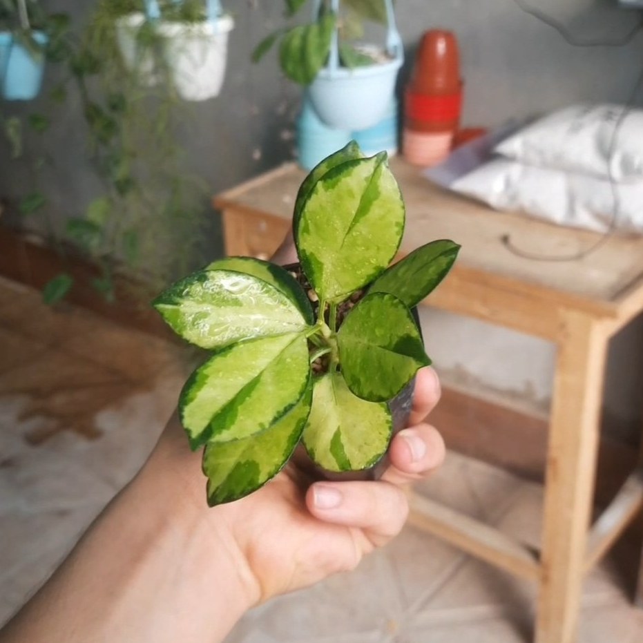 هویا لیزا سایز 6 (یکی یدونه)