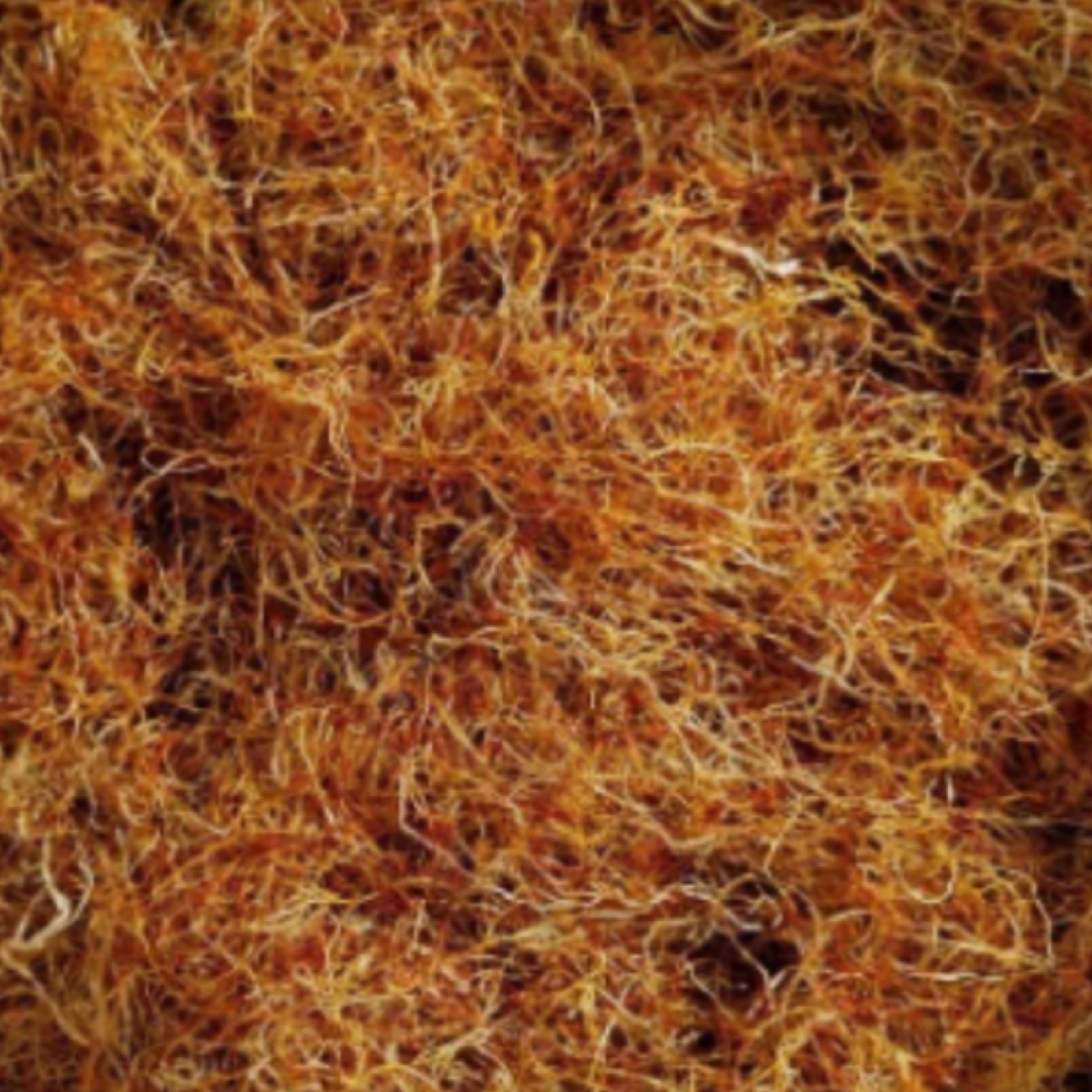 ریشه زعفران 