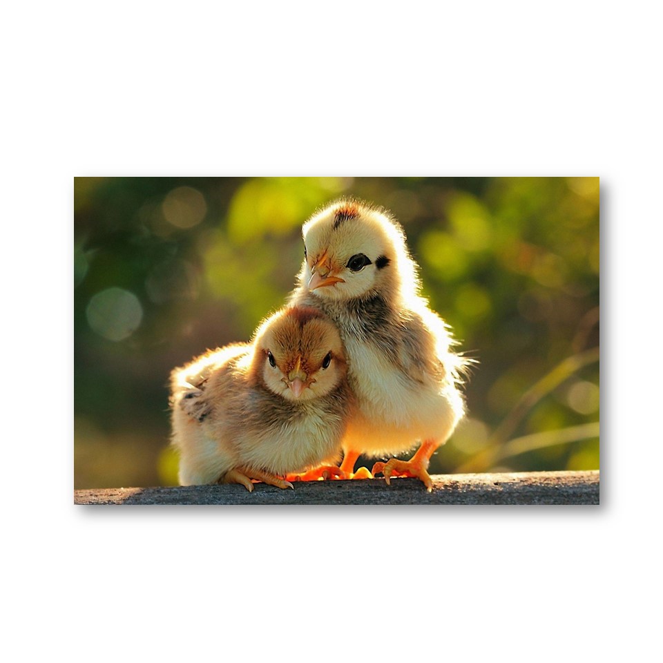 تابلو شاسی مدل جوجه های عاشق