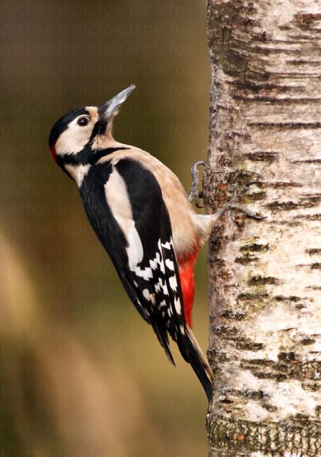 خرید و دانلود عکس Animals-Part-3 - کیفیت بالا | پیک فاکس | Pic Fox