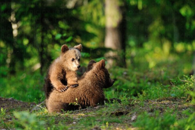 خرید و دانلود عکس Collection of images of cubs bears کد 13139 | پیک فاکس | Pic Fox