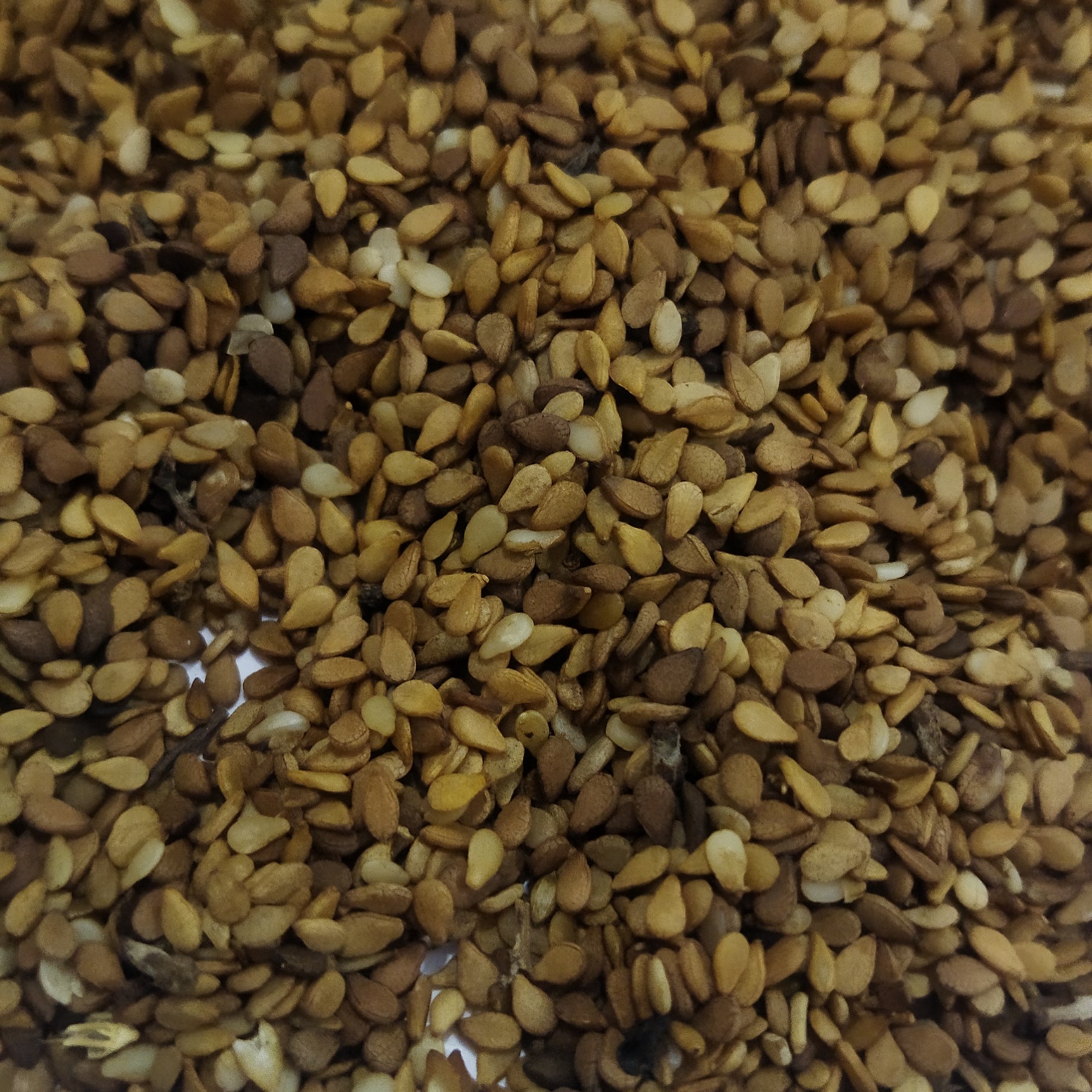 کنجدقهوهای پاکستانی باکیفیت