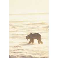 تابلو شاسی طرح برف و خرس قطبی مدل T2059