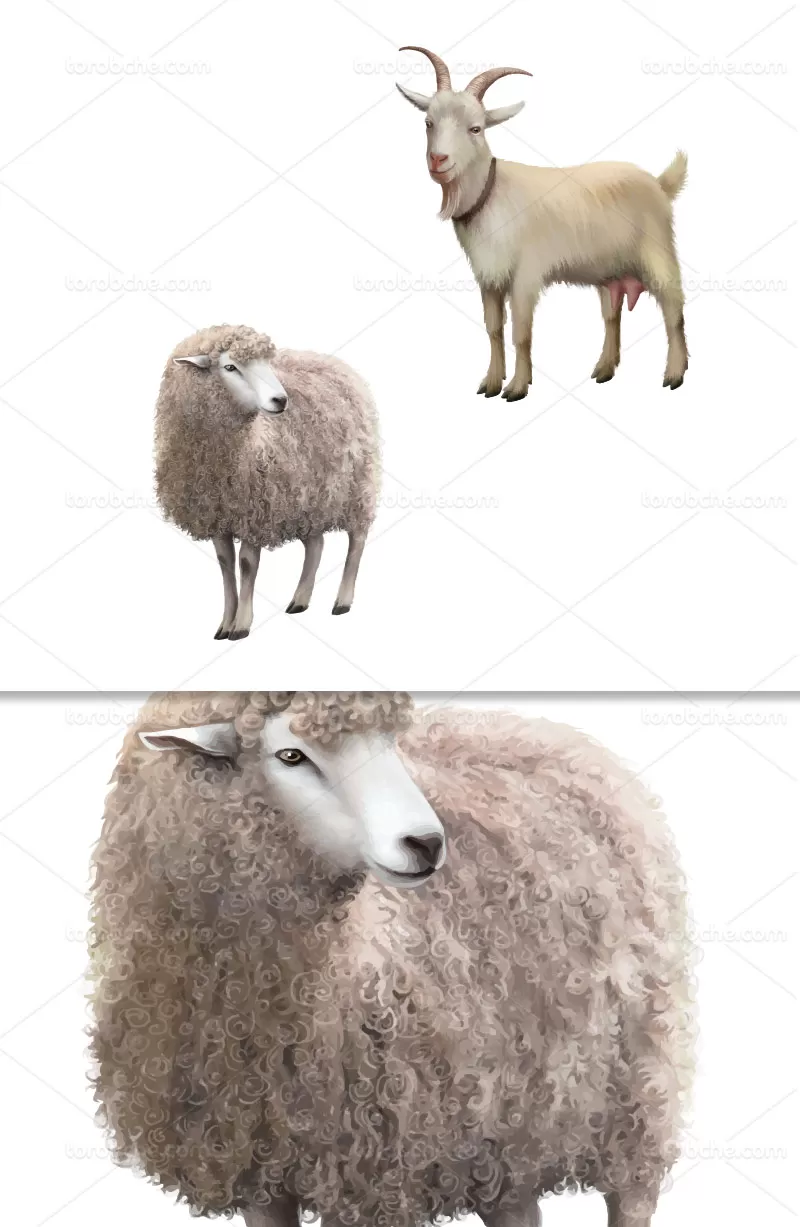 وکتور گوسفند و بز با کیفیت | گرافیک با طعم تربچه