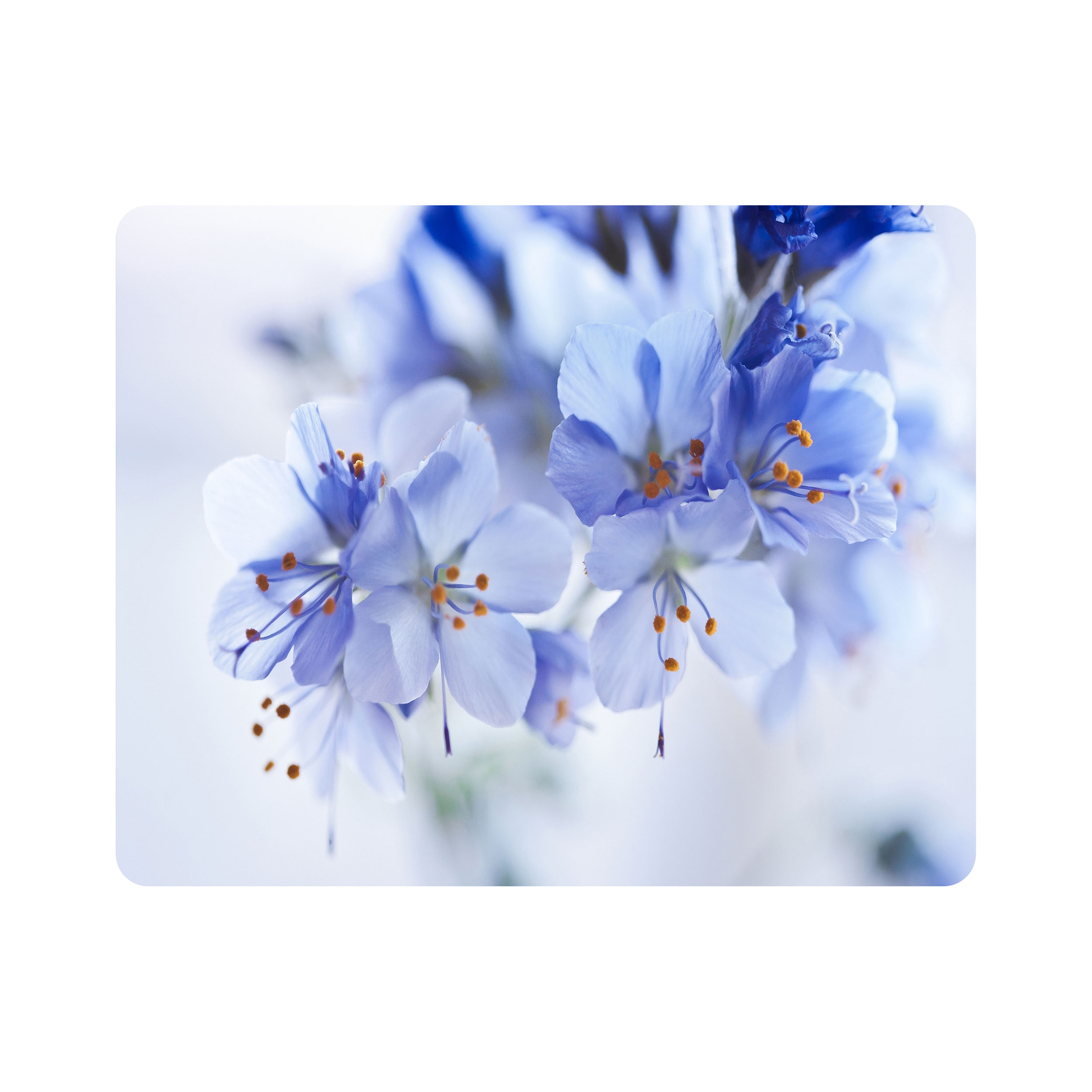 ماوس پد اطلس آبی طرح گل مدل T6803