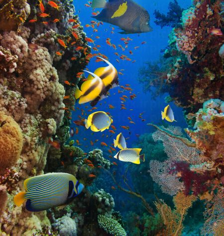 خرید و دانلود عکس Sea fish کد 42654 | پیک فاکس | Pic Fox