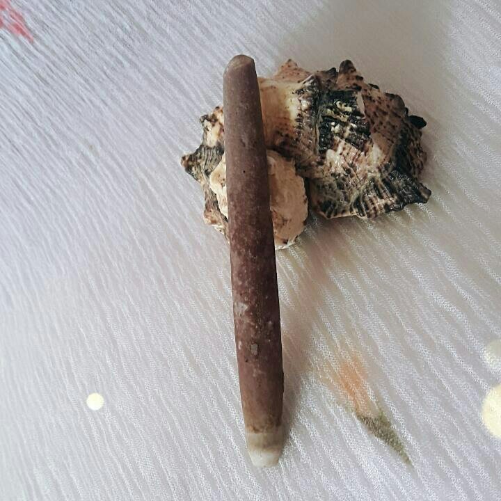 عرج البحر طبیعی و کمیاب و اصل بسیار ناب خوش نقش