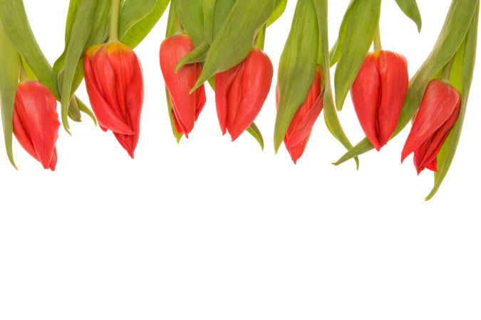 خرید و دانلود عکس IranBCS کد 28272 | پیک فاکس | Pic Fox