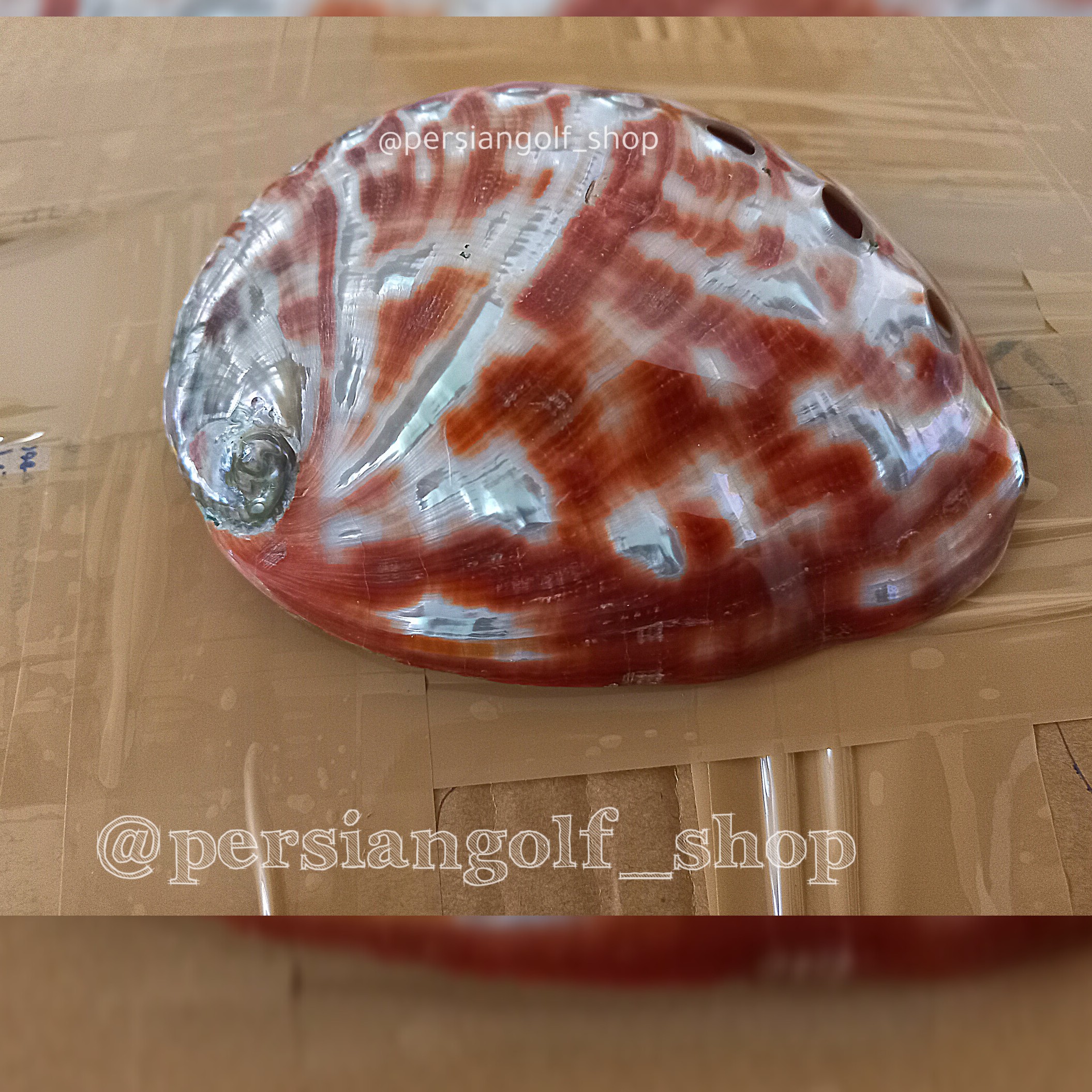 صدف آبالون قرمز طبیعی کلکسیونی با کیفیت فوق عالی