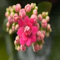 خرید و دانلود عکس Flower-Part-8 کد 18358 | پیک فاکس | Pic Fox