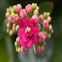 خرید و دانلود عکس Flower-Part-8 کد 18358 | پیک فاکس | Pic Fox