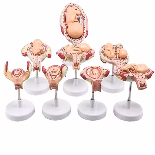 مولاژ مراحل رشد جنین 8 مرحله ای اندازه طبیعی