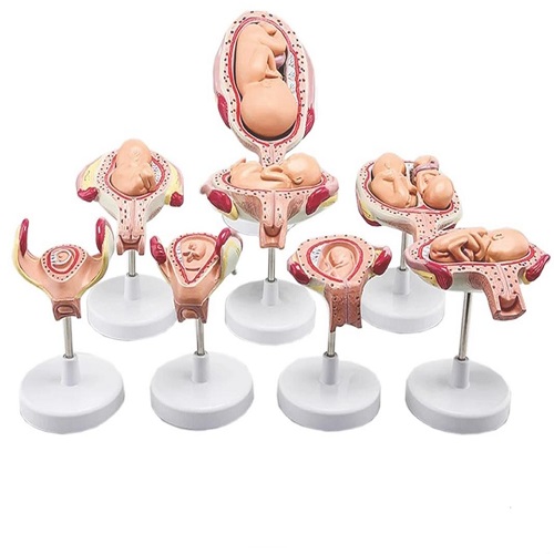 مولاژ مراحل رشد جنین 8 مرحله ای اندازه طبیعی