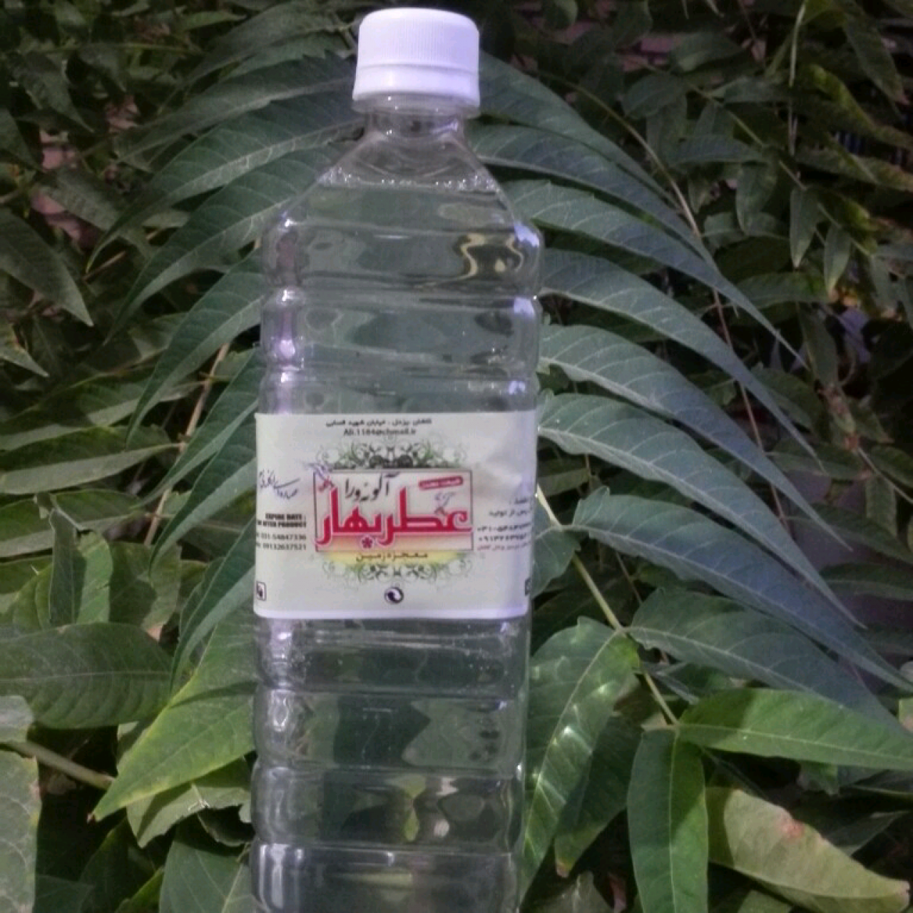 عرق آلوئه ورا