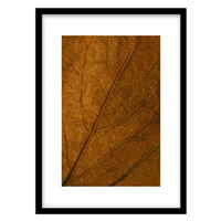 قیمت و خرید تابلو دکوراتیو مدل نمای نزدیک برگ کد 1814