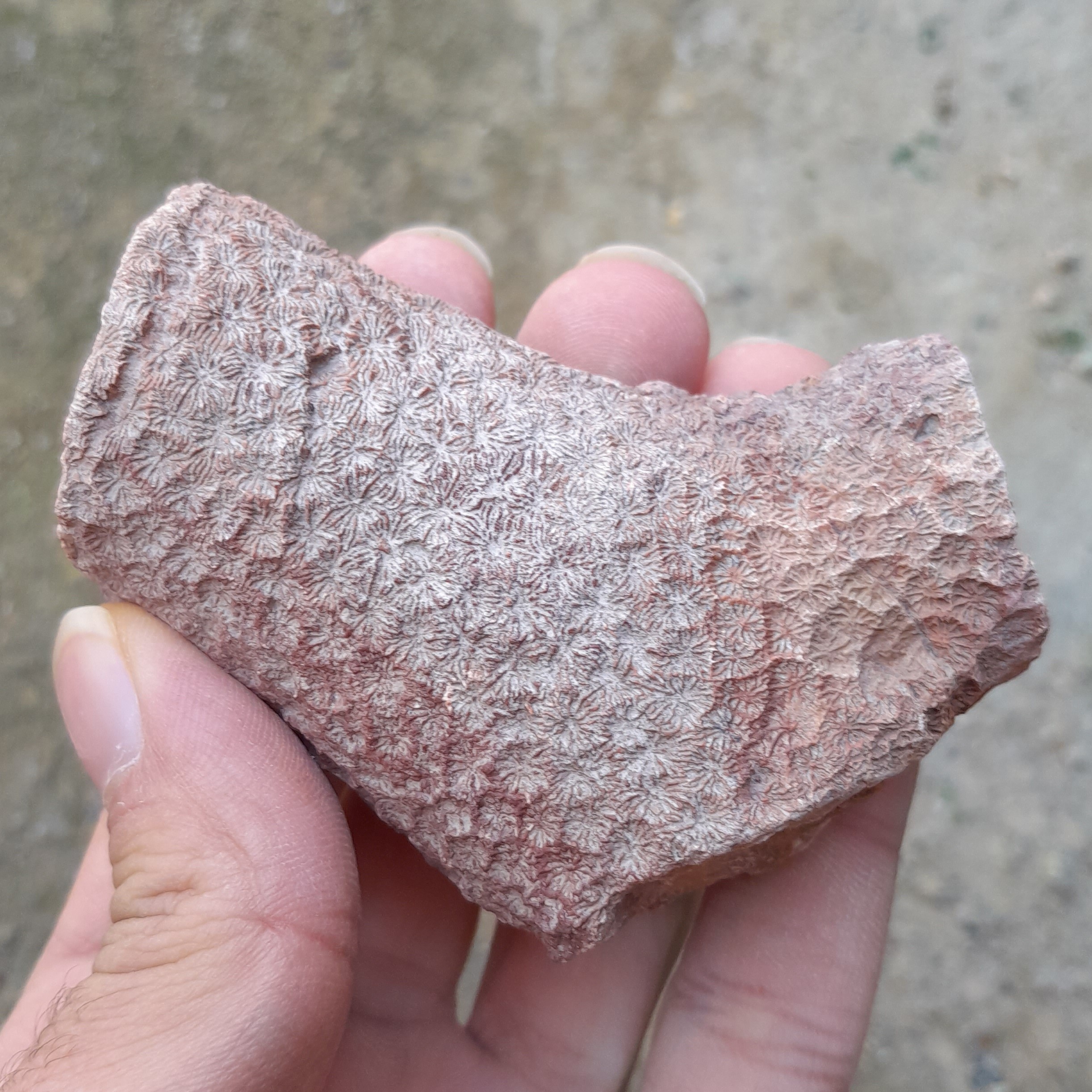 فسیل مرجان کد 13