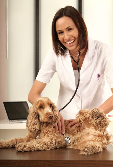 خرید و دانلود عکس Animals-Part-6 - کیفیت بالا | پیک فاکس | Pic Fox