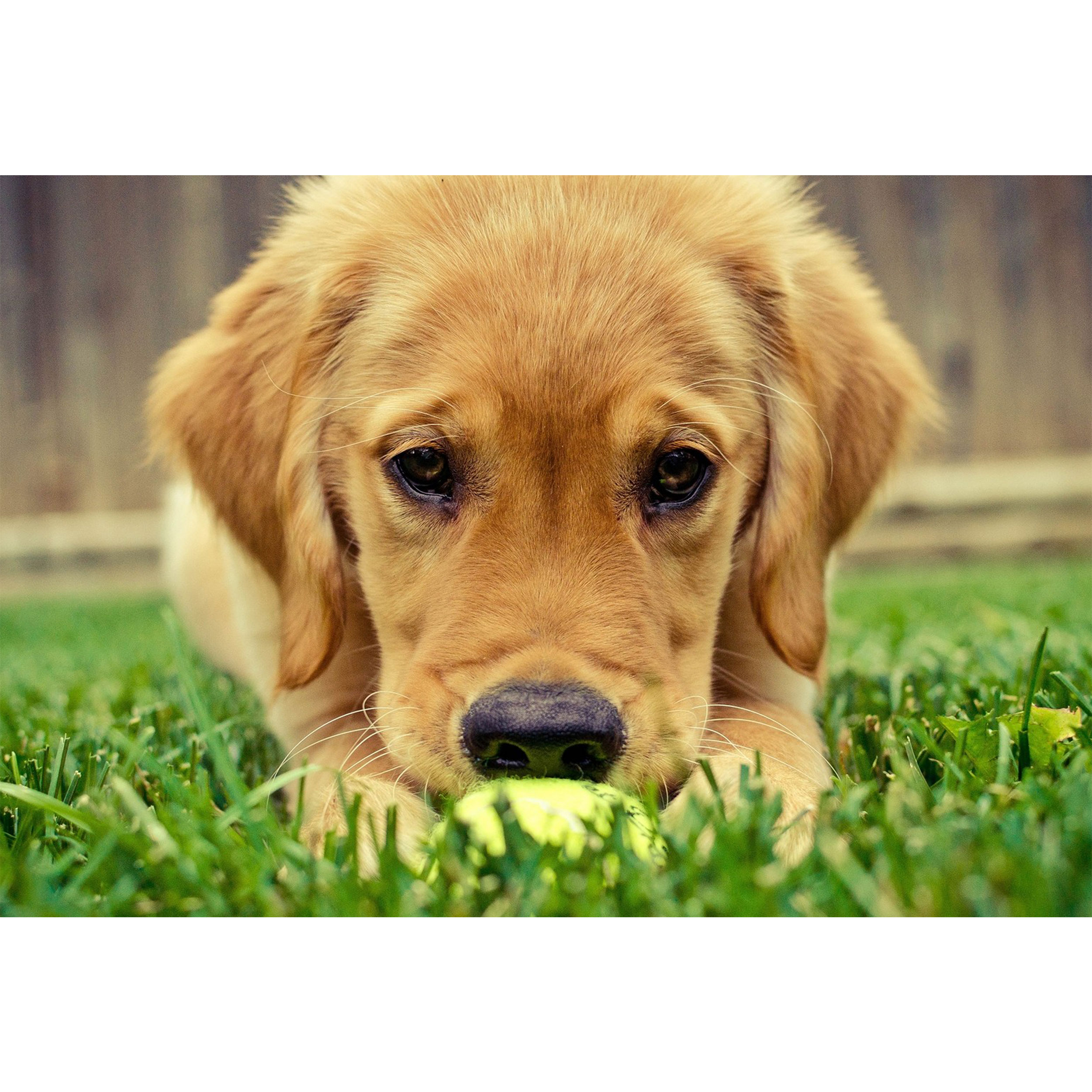 تابلو شاسی طرح سگ مدل T1525