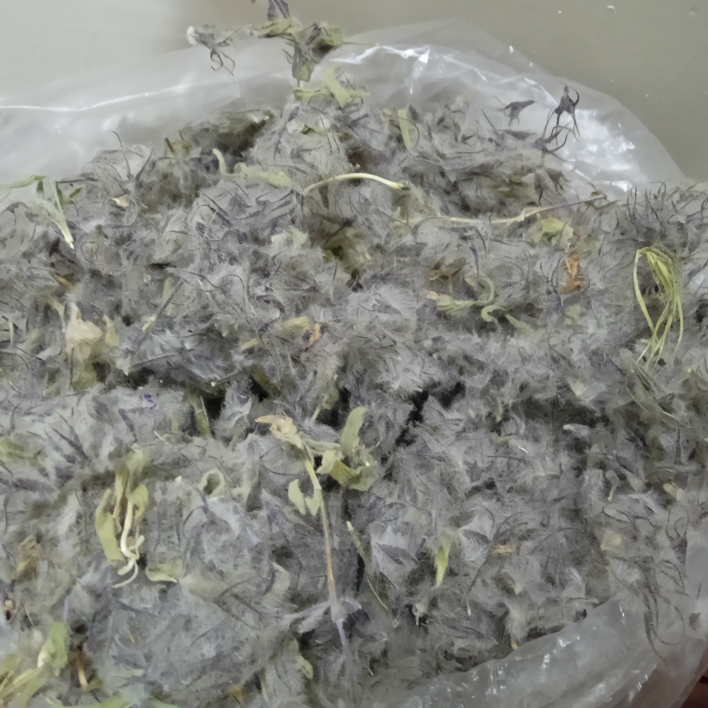 چای کوهی(پشمی،گل گربه)
