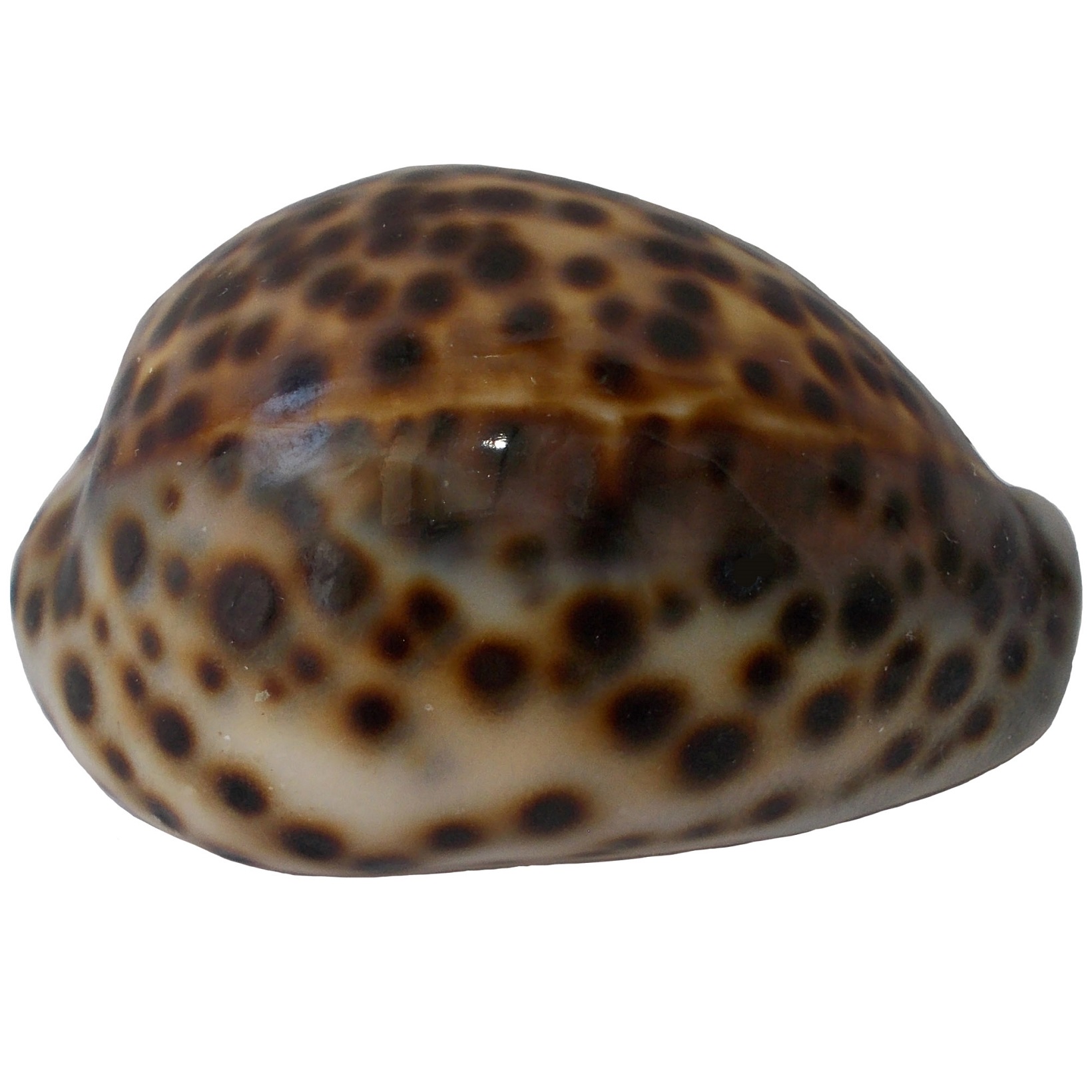 صدف تزیینی مدل RS532