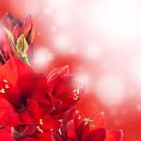خرید و دانلود عکس Flower-Part-9 کد 18420 | پیک فاکس | Pic Fox
