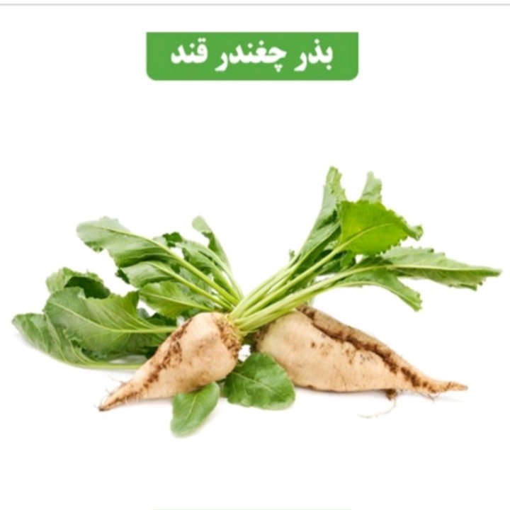 بذر خرده (100 گرم)عطار بانو