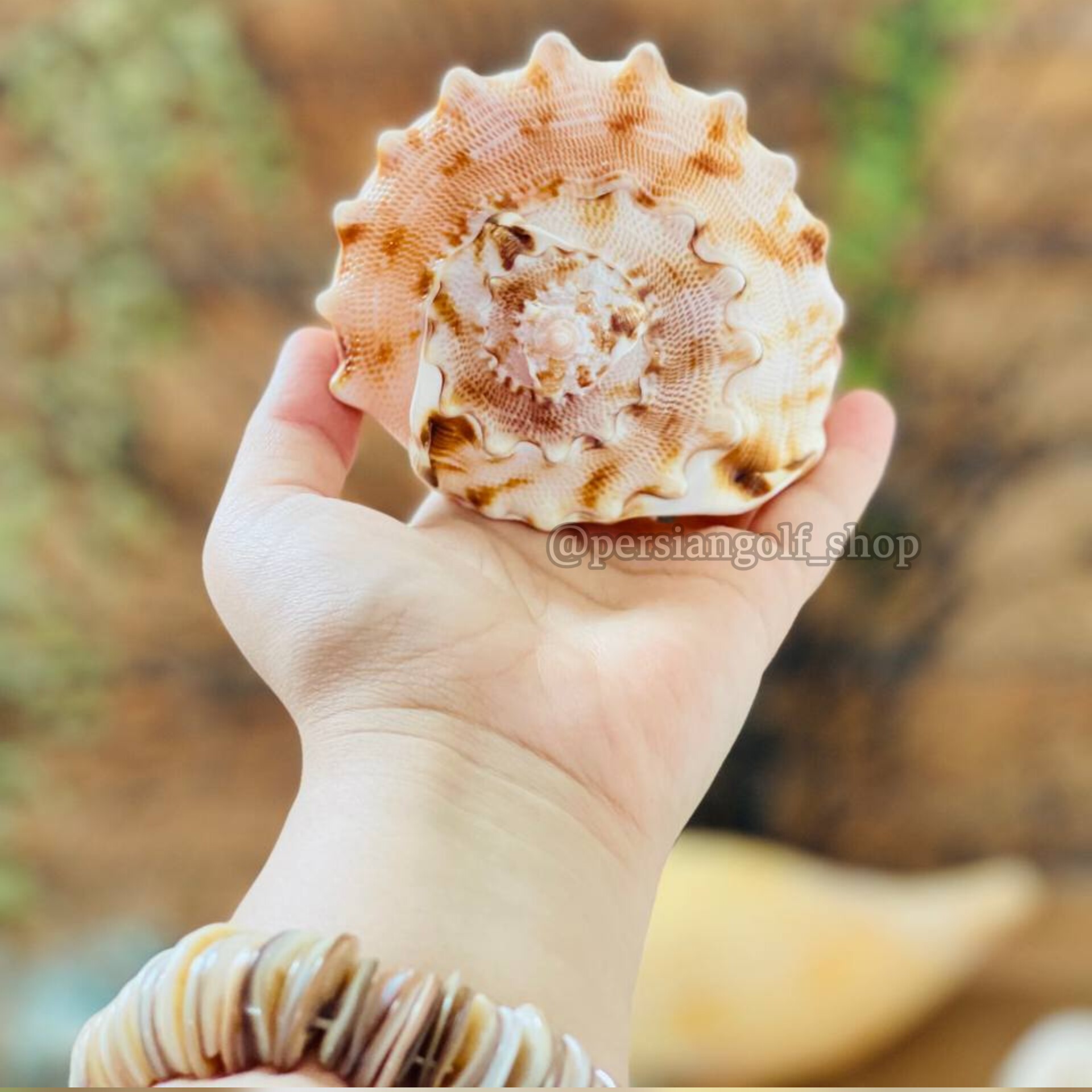 صدف کله گاوی کوچک بسیار باکیفیت 