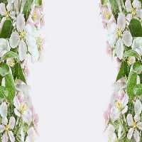 خرید و دانلود عکس Flower-Part-9 کد 18375 | پیک فاکس | Pic Fox