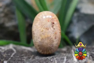 مرجان فسیلی