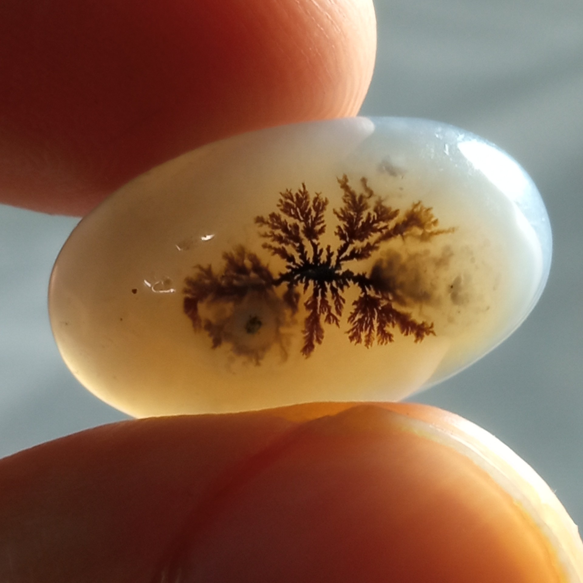 نگین عقیق شجر قائن بسیار زیبا منظره درختان زیبا با سایه