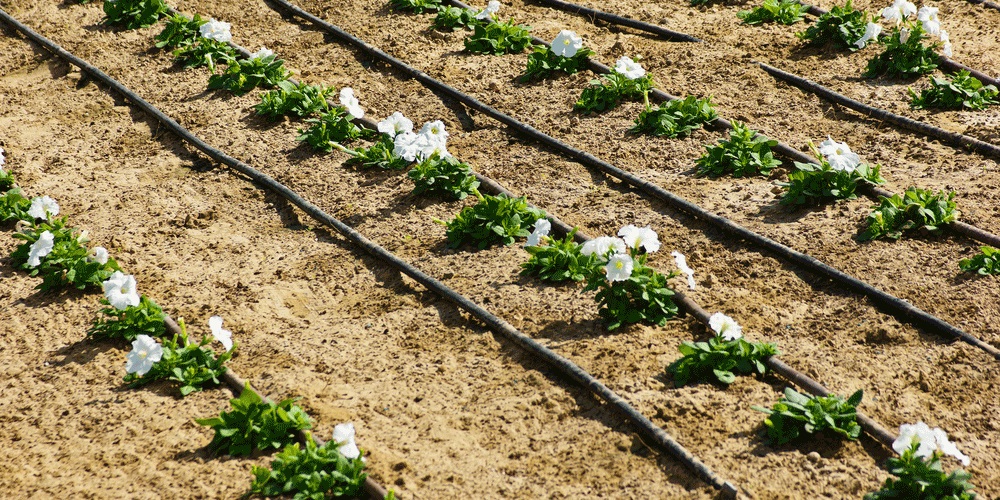 پاورپوینت آبیاری قطره ای