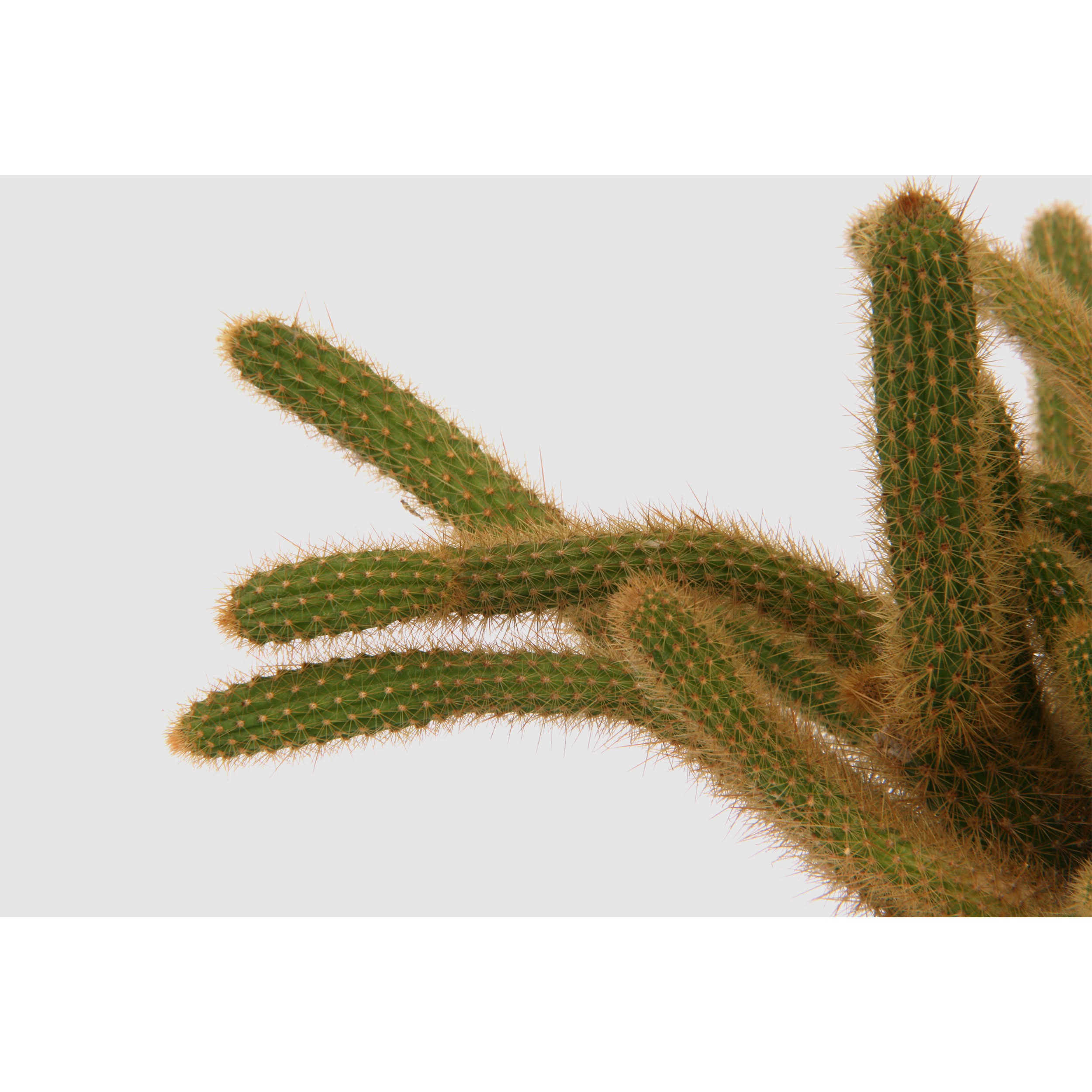 تابلو شاسی مدل گل کاکتوس T7075