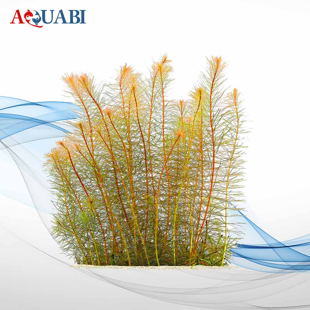 گیـاه روتال SP