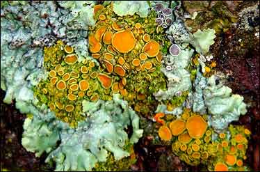 تحقیق گلسنگ