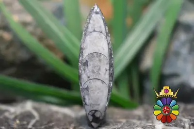 فسیل ارتوسراز مراکش