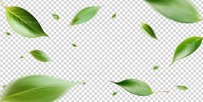 عکس PNG برگ سبز رنگ | گرافیک با طعم تربچه